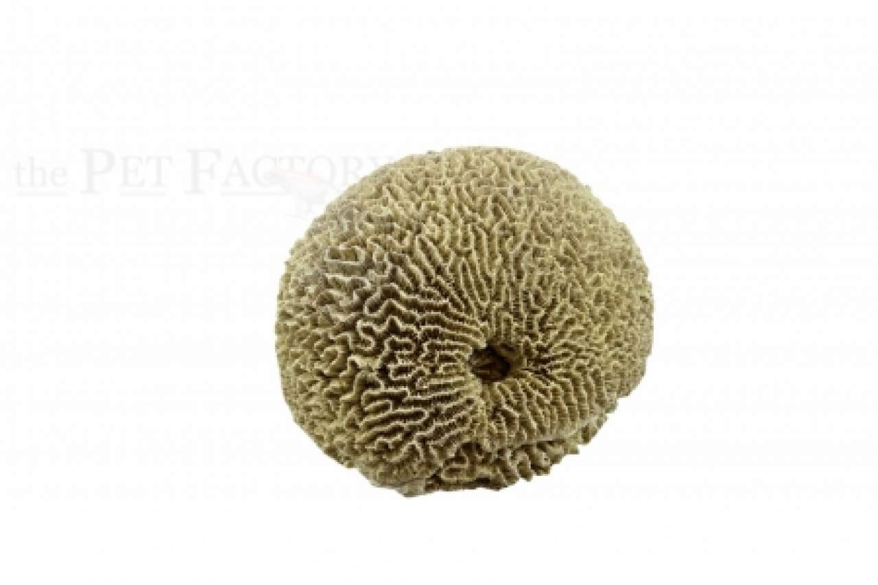 Brain Coral